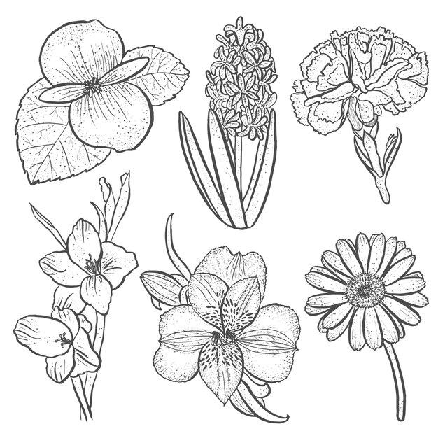 Set of flowers alstroemeria, begonia, carnation, gerbera and gladiolus, hyacinth in hand drawn style isolated