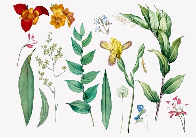 Set of flowers and plant illustrations