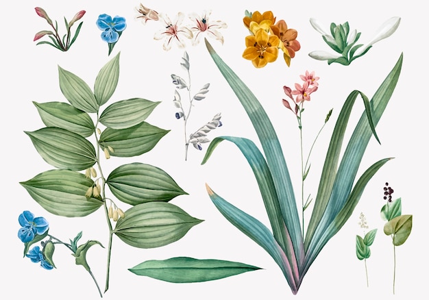 Vettore gratuito set di fiori e illustrazioni di piante