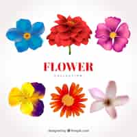 Free vector set of flowers in realistic style