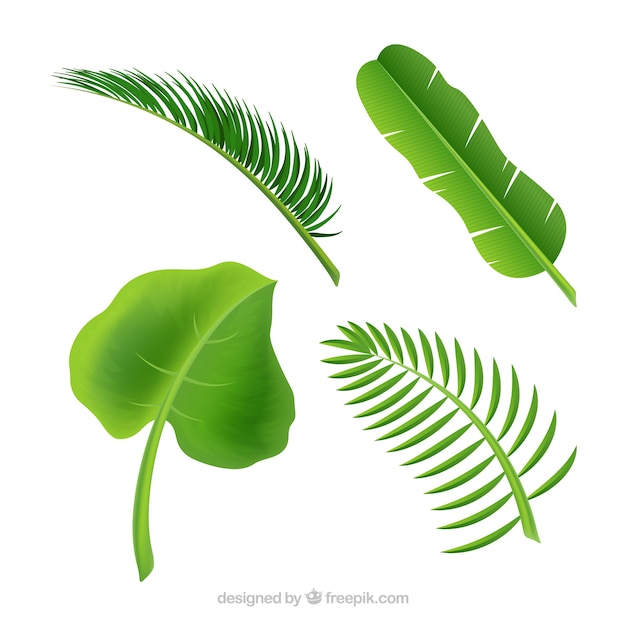 Set of four palm leaves