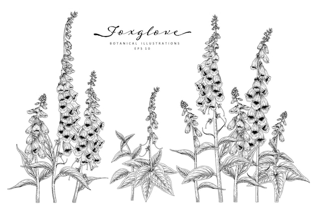 ジギタリスの花手描き植物画のセットです。