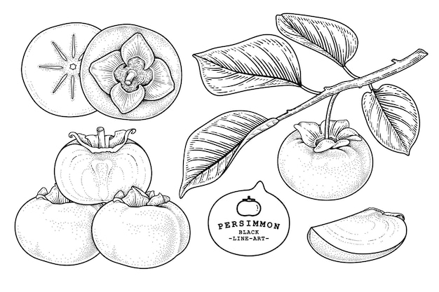 Insieme dell'illustrazione botanica degli elementi disegnati a mano della frutta del cachi di fuyu