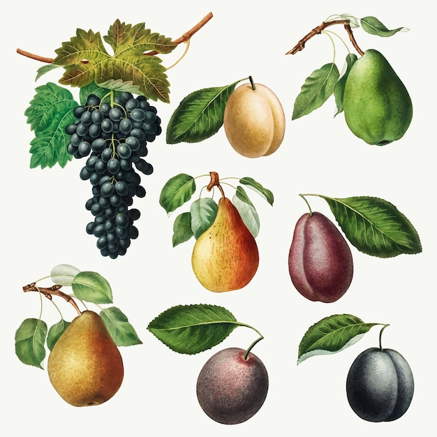 Набор иллюстрации винограда, груш и слив