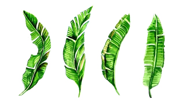 녹색 바나나 나무 잎 수채화 디자인의 세트