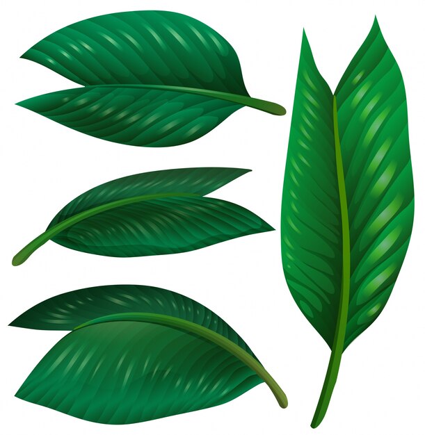 Set of green leaves on white background illustration
