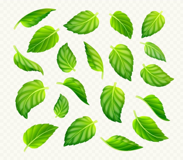 Set of green tea or mint leaves isolated