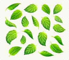 Free vector set of green tea or mint leaves isolated