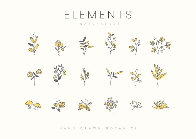 Set of hand drawn botanical elements vector