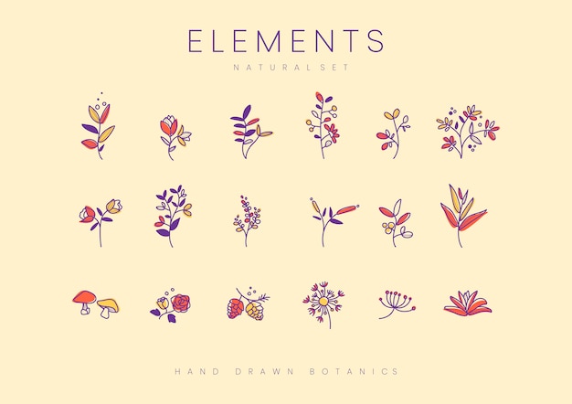 Set of hand drawn botanical elements vector