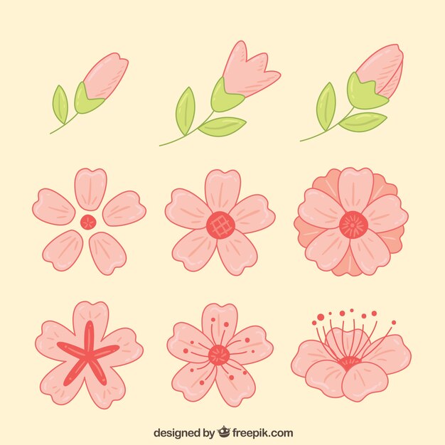 Free vector set of hand-drawn cherry blossoms