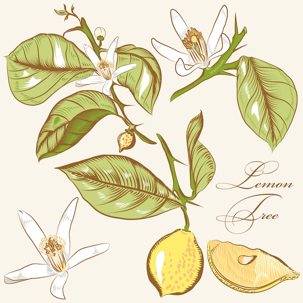 Set of hand drawn lemons and leaves