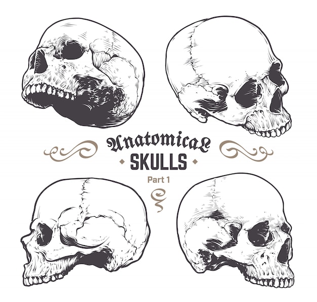 set of hand drawn skulls