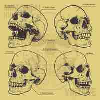 Free vector set of hand drawn skulls