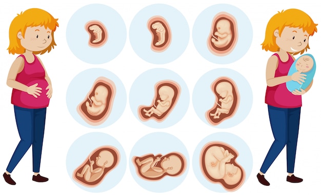 A set of human embryo development