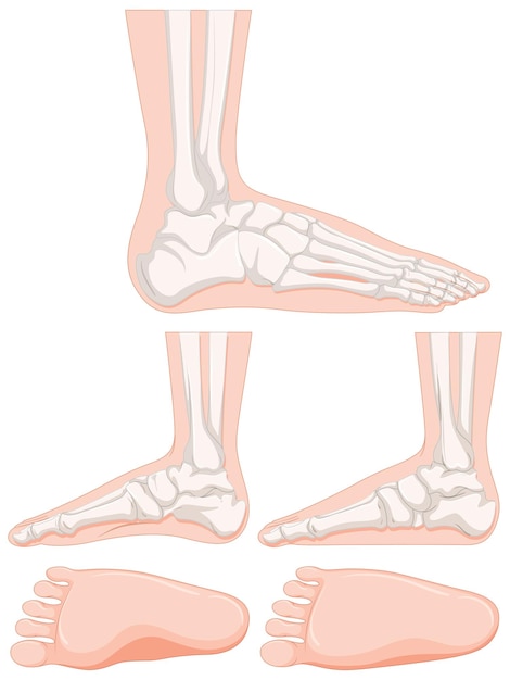 Vettore gratuito set di ossa del piede umano
