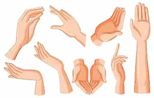 Free vector set of human hands in different positions and gestures