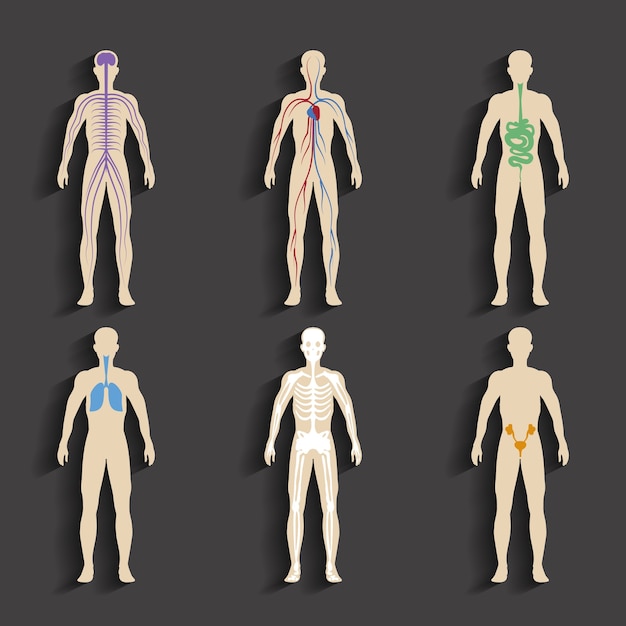 Set of human organs and systems of the body vitality. vector illustration