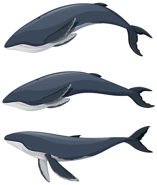 Set of humpback whale cartoon on white background