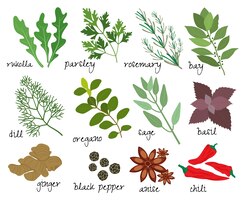 Set of illustrations of herbs and spices