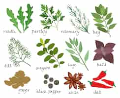 Free vector set of illustrations of herbs and spices