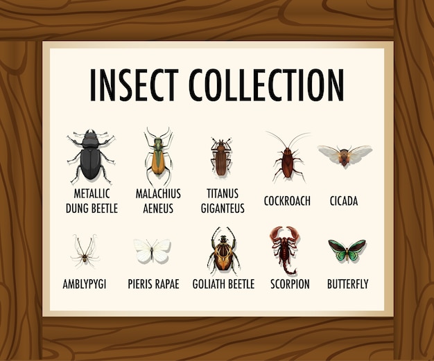 Free vector set of insect collection banner on wooden table