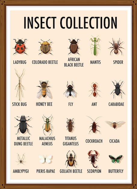 Set of insect collection in wooden frame
