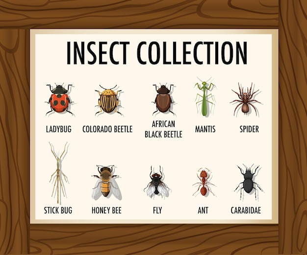 Free vector set of insect collection on wooden table