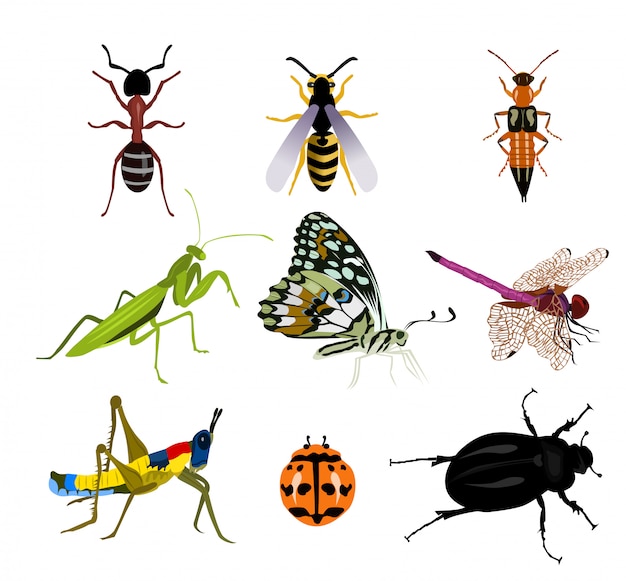 Colorful insect collection | Free Vector