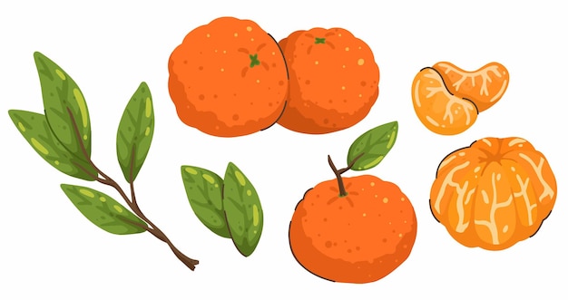 Set of isolated tangerines with green leaves.