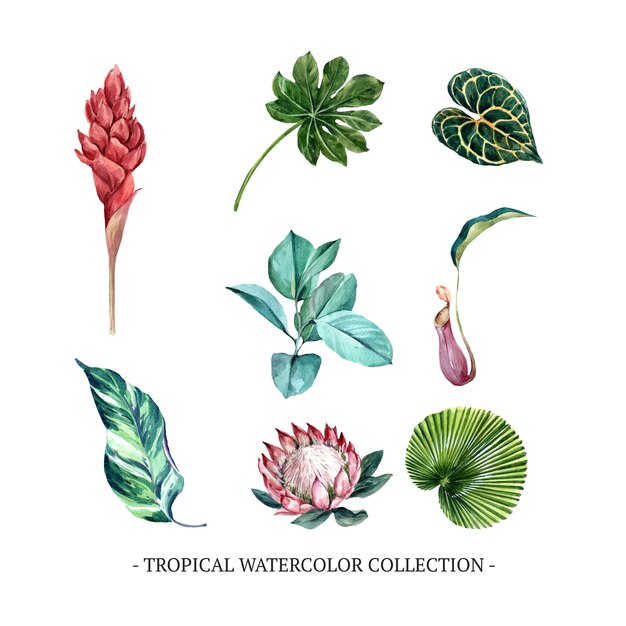 Set of isolated watercolor foliage, floral