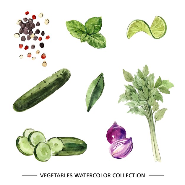 Set of isolated watercolor vegetable