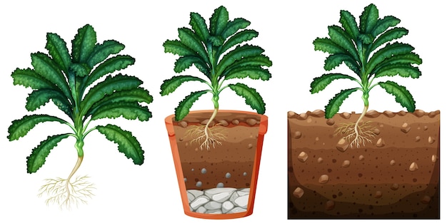 Free vector set of kale plants