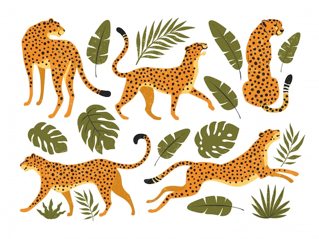 Set of leopards or cheetahs and tropical leaves. trendy illustration.