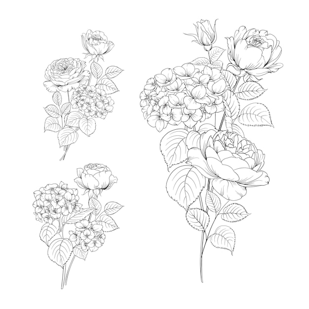 Set Of Line Hand Drawing Hydrangea And Rose.