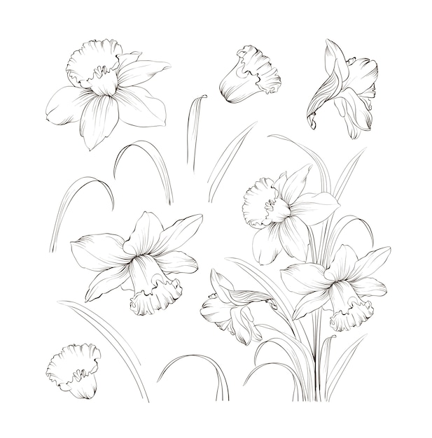 Set of line hand drawing narcissus.