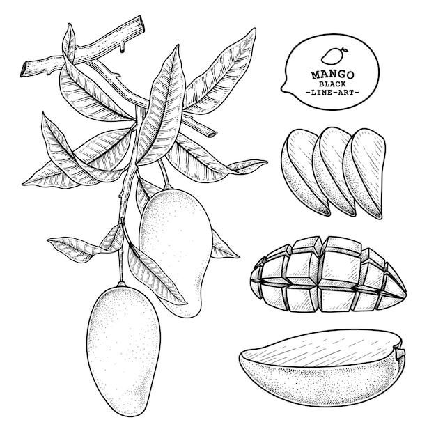 Insieme dell'illustrazione botanica degli elementi disegnati a mano della frutta del mango