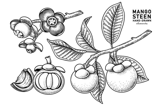 マンゴスチンフルーツ手描き要素植物画のセット
