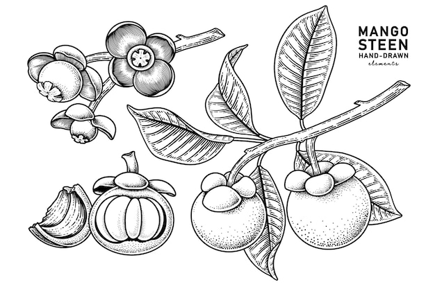 Set of mangosteen fruit hand drawn elements botanical illustration