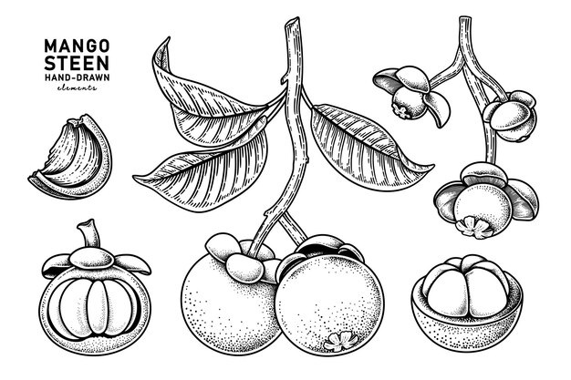 Set of mangosteen fruit hand drawn elements botanical illustration