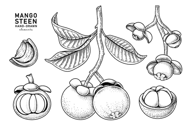 マンゴスチンフルーツ手描き要素植物画のセット