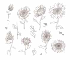 Free vector set of monochrome sunflower sketches. sunflower leaves, stems, seeds and petals in hand drawn vintage style