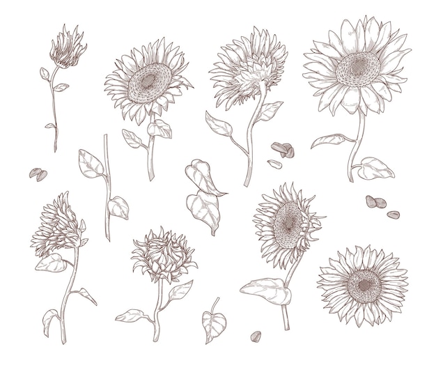 Free Vector set of monochrome sunflower sketches. sunflower leaves, stems, seeds and petals in hand drawn vintage style