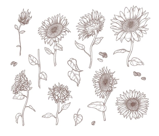 Set of monochrome sunflower sketches. Sunflower leaves, stems, seeds and petals in hand drawn vintage style