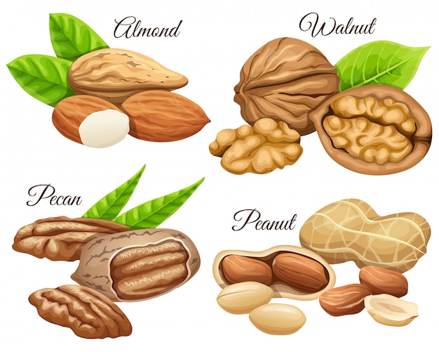 Free vector set of nuts almond, walnut, pecan, peanut.