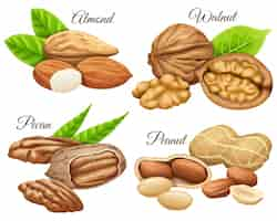 Free vector set of nuts almond, walnut, pecan, peanut.