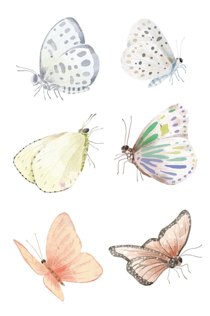 Free vector set of object watercolor painting of various butterfly