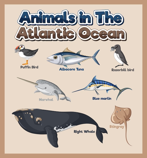 Бесплатное векторное изображение Набор животных в атлантическом океане