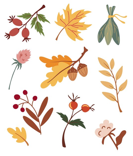 綿の花のイラスト 無料のベクター
