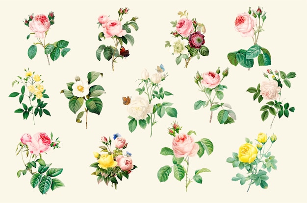 Бесплатное векторное изображение Набор красивых цветущих роз
